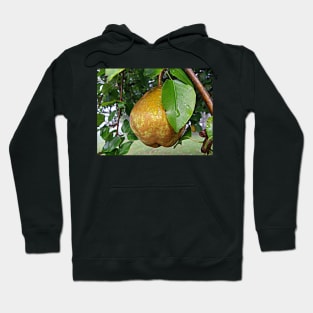 Pear & Raindrops Autumn Fruit Tree Photograph, Beautiful Nature Fall Art Hoodie